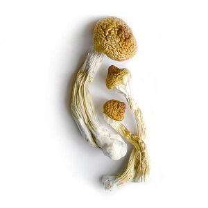 Psilocybe Cubensis mexikanska